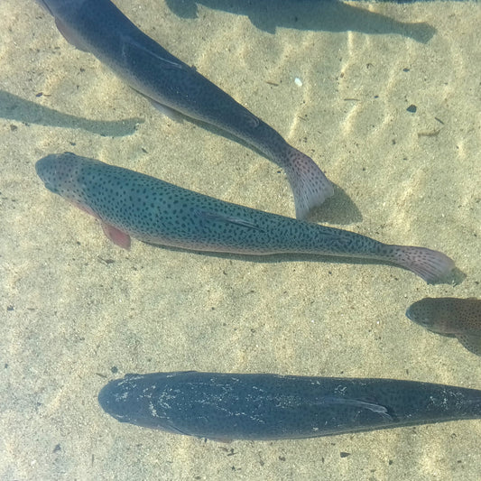 ESSICCATO TROTA per Cani e Gatti. 200 gr