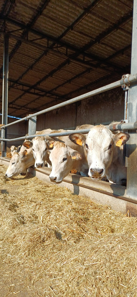 ESSICCATO LONZA per Cani e Gatti 200gr