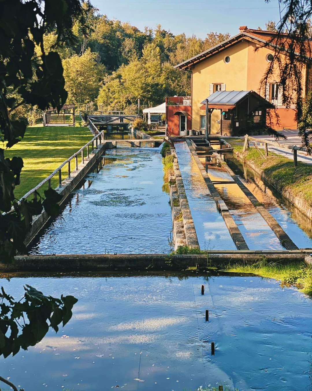 ESSICCATO TROTA per Cani e Gatti. 200 gr