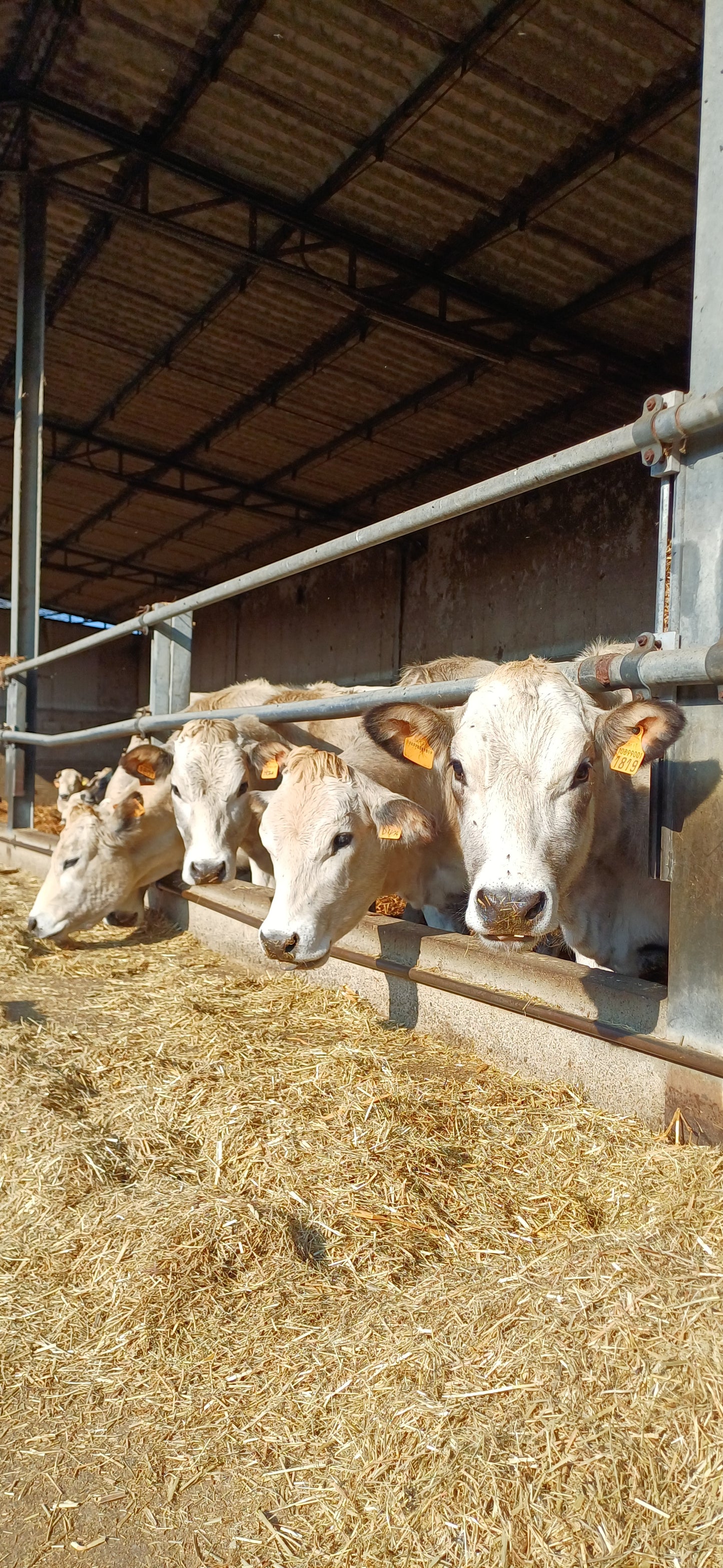 ESSICCATO LONZA per Cani e Gatti 200gr