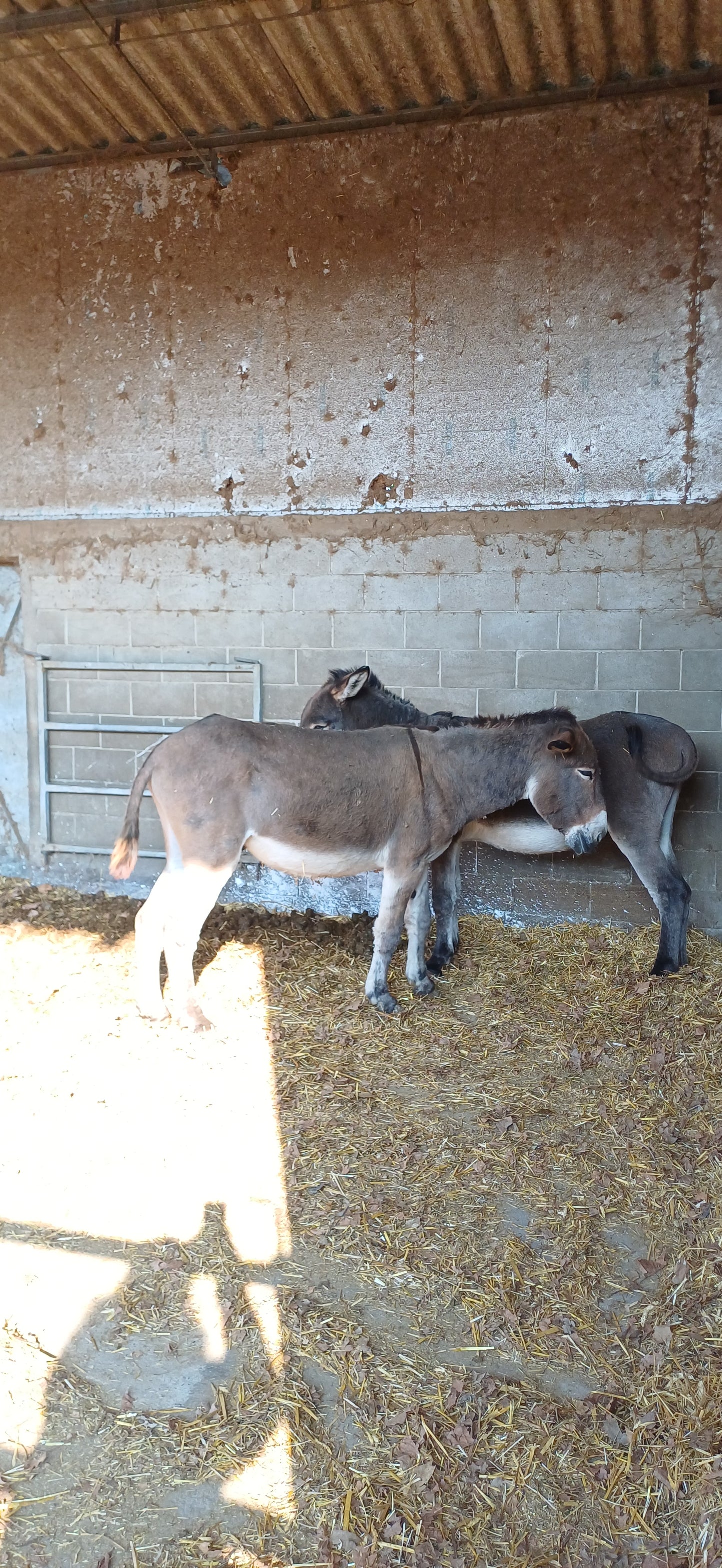 ESSICCATO LONZA per Cani e Gatti 200gr