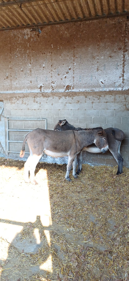 ESSICCATO LONZA per Cani e Gatti 200gr